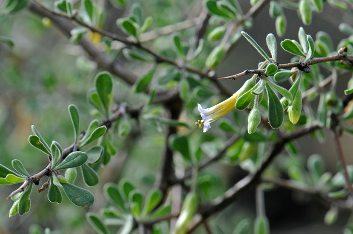 Arizona Desert-thorn is a native Wolfberry that blooms from January to April and throughout the year with sufficient moisture. Lycium exsertum 